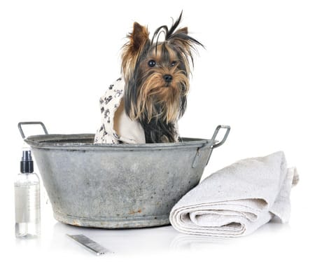 chien salon de toilettage